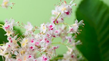 Kestane çiçeklerinin yakın çekim videosu