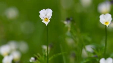 Baharda vahşi menekşe yakın çekim videosu