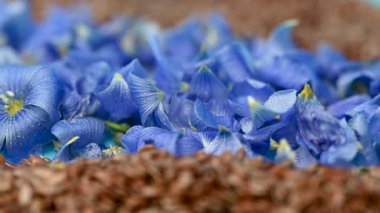 Flax çiçekli video keten tohumları