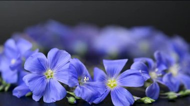 Flax çiçeklerinin videosu