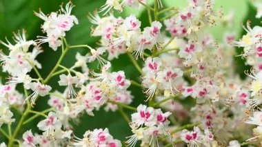 Kestane çiçeklerinin yakın çekim videosu