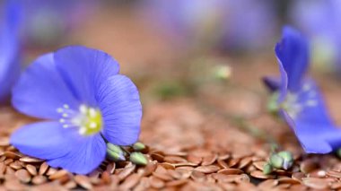 Flax çiçekli video keten tohumları