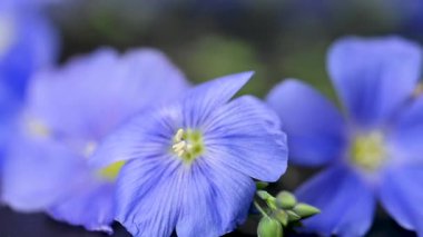 Flax çiçeklerinin videosu