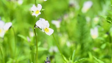 Çayır menekşesi yakın çekim videosu