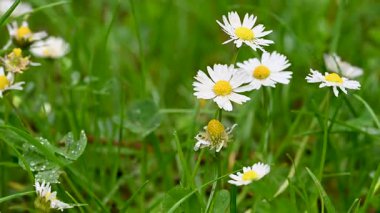 İlkbaharda bir çayırda papatya çiçeklerinin videosu