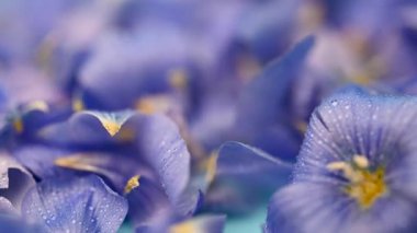 Flax çiçeklerinin videosu