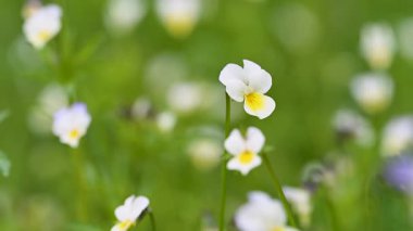 Baharda vahşi menekşe yakın çekim videosu