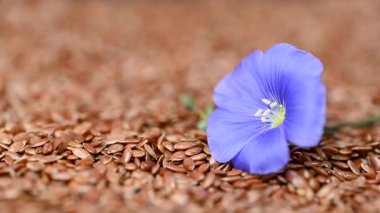 Flax çiçekli video keten tohumları