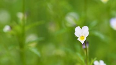 Baharda vahşi menekşe yakın çekim videosu