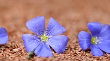 Flax çiçekli video keten tohumları