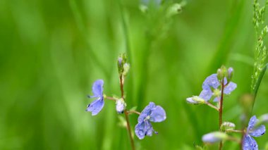 Veronica Flowers 'ın videosu baharda kapanıyor