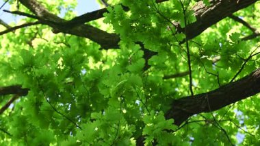 Baharda meşe yaprağı videosu