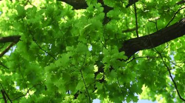 Baharda meşe yaprağı videosu