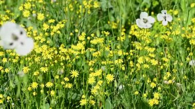 İlkbaharda çayırdaki güzel gelinciklerin videosu.