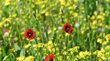 İlkbaharda çayırdaki güzel gelinciklerin videosu.