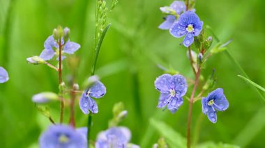Veronica Flowers 'ın videosu baharda kapanıyor