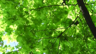 Baharda meşe yaprağı videosu