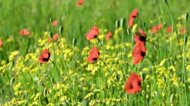 İlkbaharda çayırdaki güzel gelinciklerin videosu.