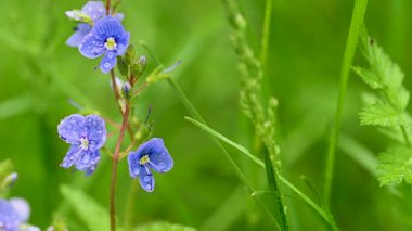 Veronica Flowers 'ın videosu baharda kapanıyor