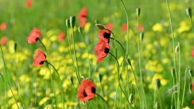İlkbaharda çayırdaki güzel gelinciklerin videosu.