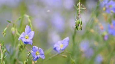 İlkbaharda bir çayırda keten çiçeklerin videosu