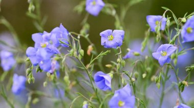 İlkbaharda bir çayırda keten çiçeklerin videosu