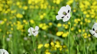 İlkbaharda çayırdaki güzel gelinciklerin videosu.