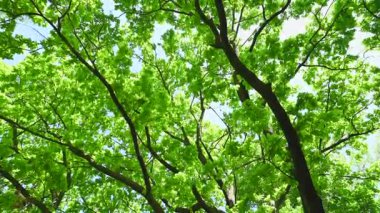 Baharda meşe yaprağı videosu