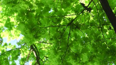 Baharda meşe yaprağı videosu
