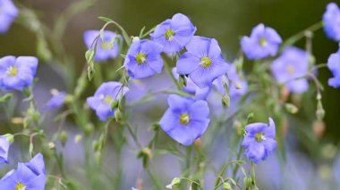 İlkbaharda bir çayırda keten çiçeklerin videosu