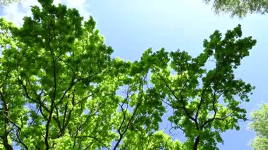 Baharda meşe yaprağı videosu