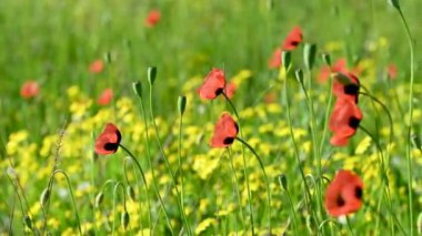 İlkbaharda çayırdaki güzel gelinciklerin videosu.