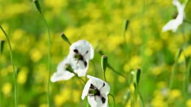 İlkbaharda çayırdaki güzel gelinciklerin videosu.