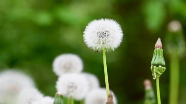 Baharda bir çayırda çekilmiş karahindiba videosu.