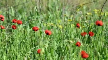 İlkbaharda çayırdaki güzel gelinciklerin videosu.