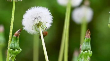 Baharda bir çayırda çekilmiş karahindiba videosu.
