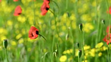 İlkbaharda çayırdaki güzel gelinciklerin videosu.