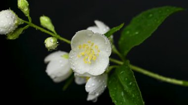 Yasemin çiçeklerinin siyah arkaplandaki videosu