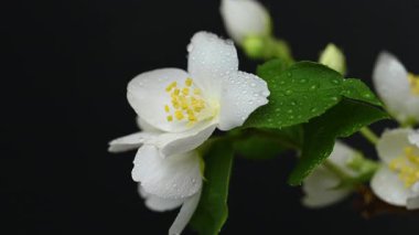 Yasemin çiçeklerinin siyah arkaplandaki videosu