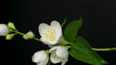 Yasemin çiçeklerinin siyah arkaplandaki videosu