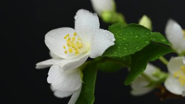 Yasemin çiçeklerinin siyah arkaplandaki videosu