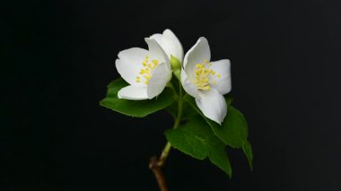 Yasemin çiçeklerinin siyah arkaplandaki videosu