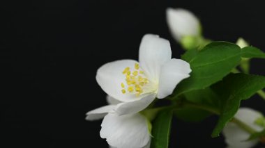 Yasemin çiçeklerinin siyah arkaplandaki videosu