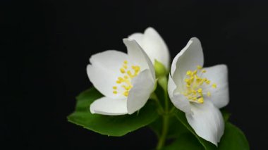 Yasemin çiçeklerinin siyah arkaplandaki videosu