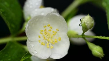 Yasemin çiçeklerinin siyah arkaplandaki videosu