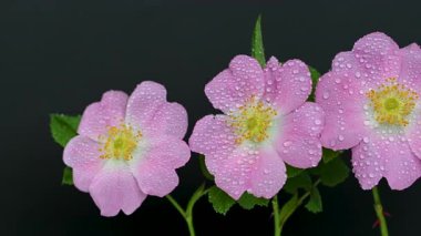 Siyah arkaplanda gül kalçası videosu