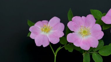 Siyah arkaplanda gül kalçası videosu