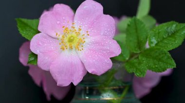 Siyah arkaplanda gül kalçası videosu