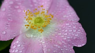 Siyah arkaplanda gül kalçası videosu