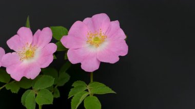 Siyah arkaplanda gül kalçası videosu